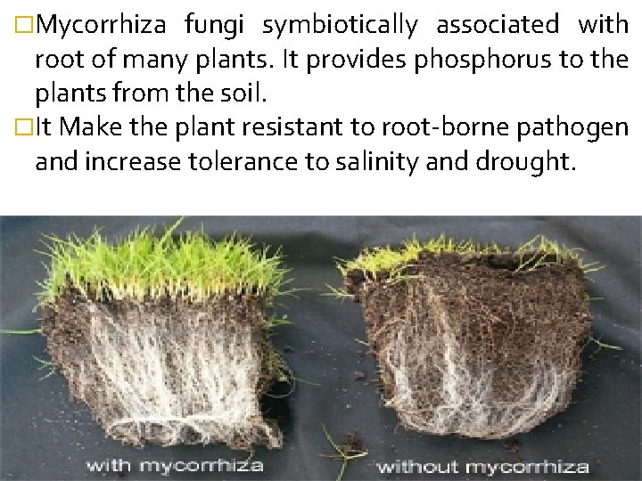 �Mycorrhiza fungi symbiotically associated with root of many plants. It provides phosphorus to the