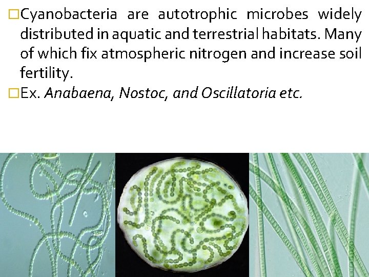 �Cyanobacteria are autotrophic microbes widely distributed in aquatic and terrestrial habitats. Many of which