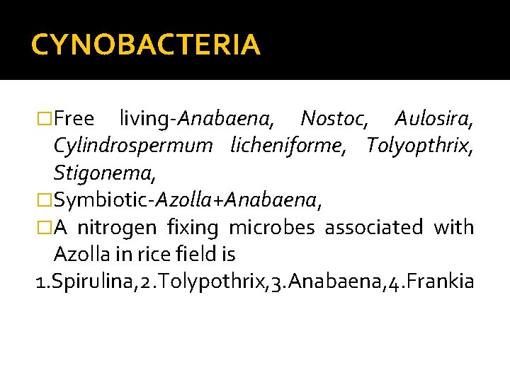 CYNOBACTERIA �Free living-Anabaena, Nostoc, Aulosira, Cylindrospermum licheniforme, Tolyopthrix, Stigonema, �Symbiotic-Azolla+Anabaena, �A nitrogen fixing microbes