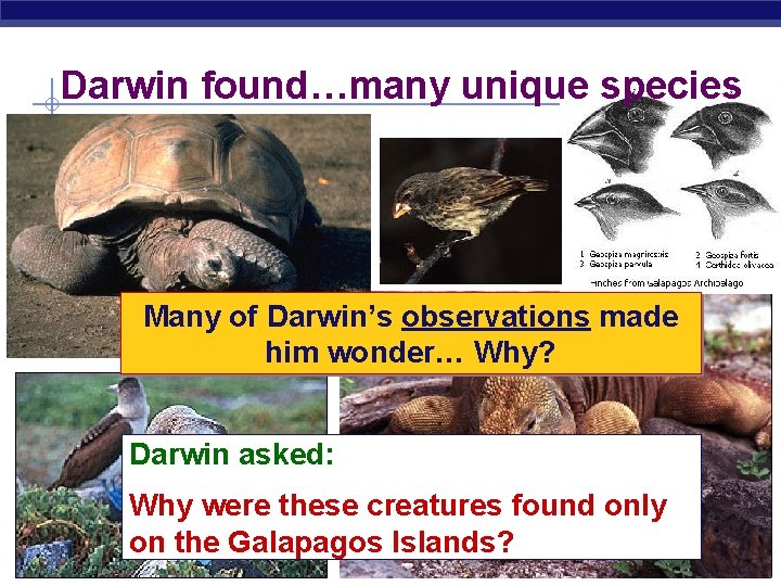 Darwin found…many unique species Many of Darwin’s observations made him wonder… Why? Darwin asked: