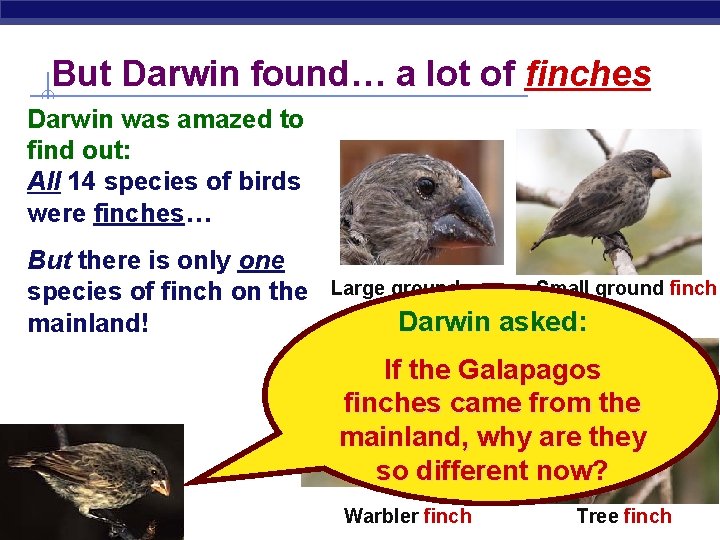 But Darwin found… a lot of finches Darwin was amazed to find out: All