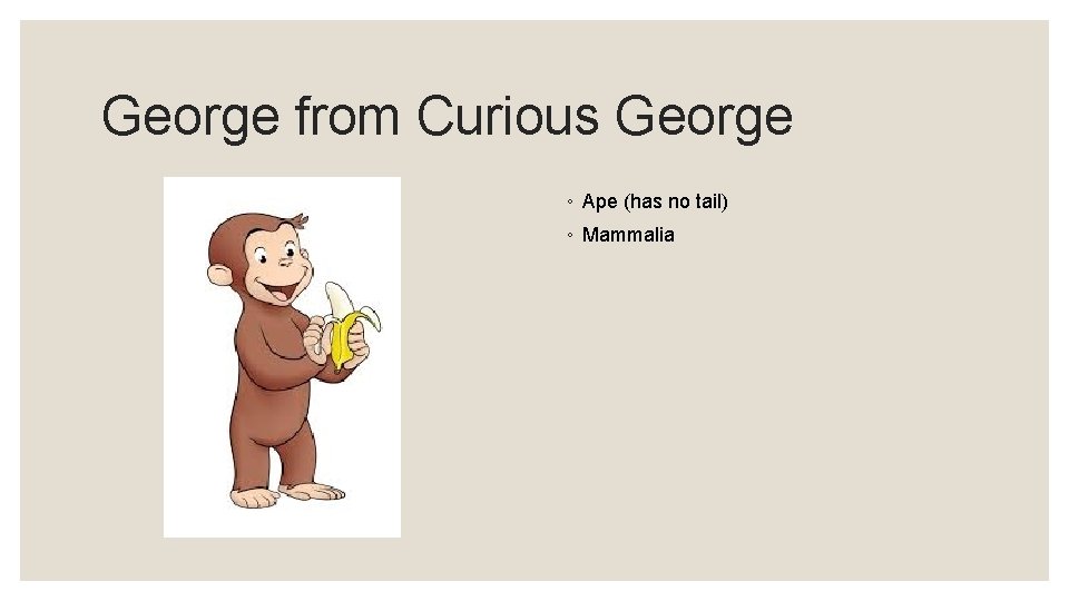 George from Curious George ◦ Ape (has no tail) ◦ Mammalia 