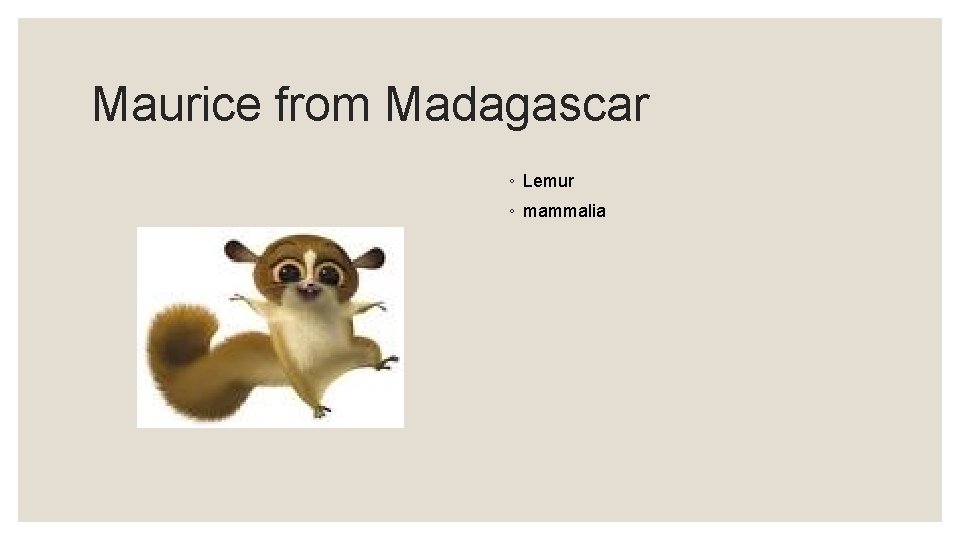 Maurice from Madagascar ◦ Lemur ◦ mammalia 