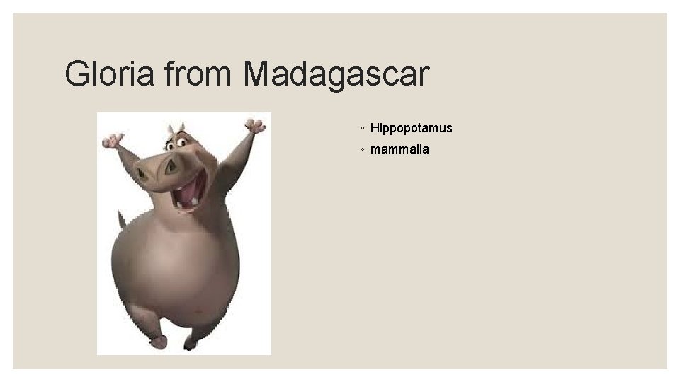 Gloria from Madagascar ◦ Hippopotamus ◦ mammalia 