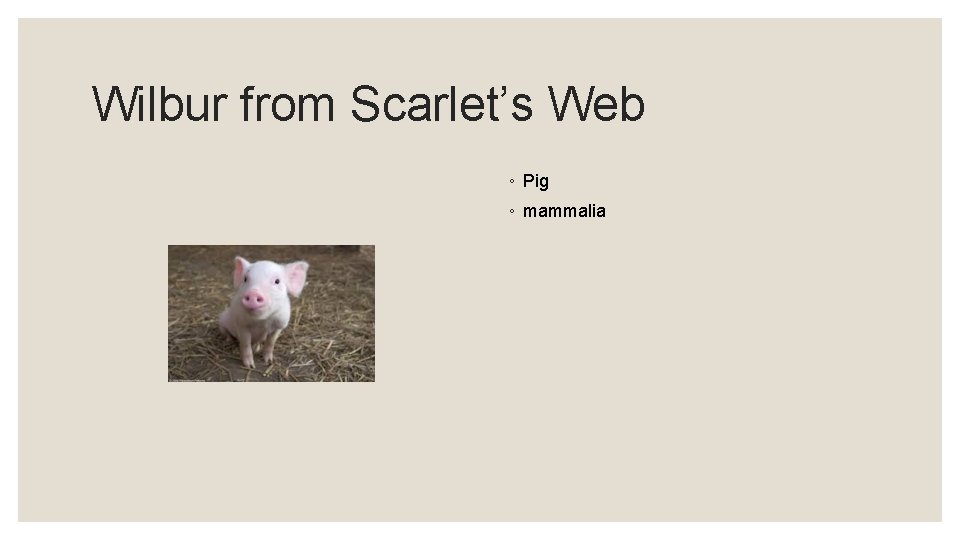 Wilbur from Scarlet’s Web ◦ Pig ◦ mammalia 