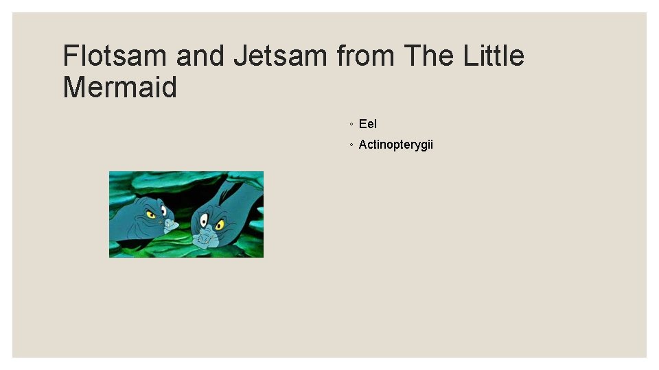 Flotsam and Jetsam from The Little Mermaid ◦ Eel ◦ Actinopterygii 