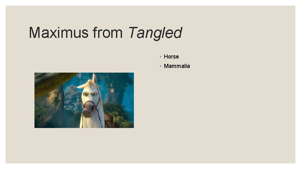 Maximus from Tangled ◦ Horse ◦ Mammalia 
