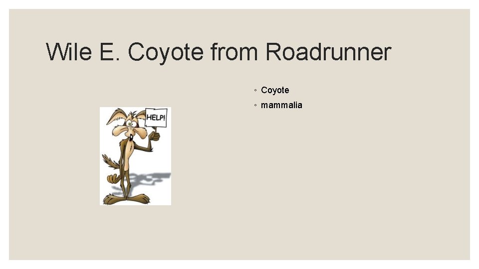 Wile E. Coyote from Roadrunner ◦ Coyote ◦ mammalia 