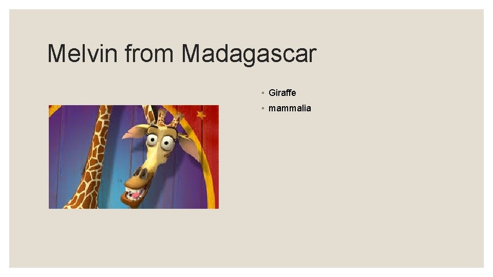 Melvin from Madagascar ◦ Giraffe ◦ mammalia 