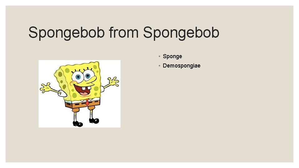 Spongebob from Spongebob ◦ Sponge ◦ Demospongiae 