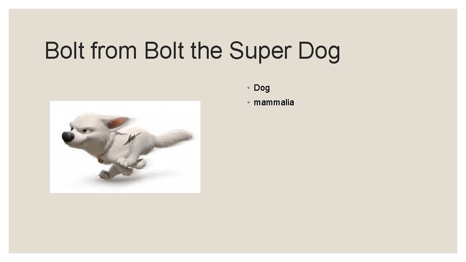 Bolt from Bolt the Super Dog ◦ mammalia 