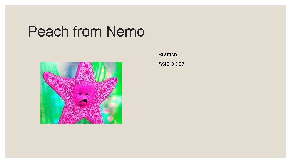 Peach from Nemo ◦ Starfish ◦ Asteroidea 