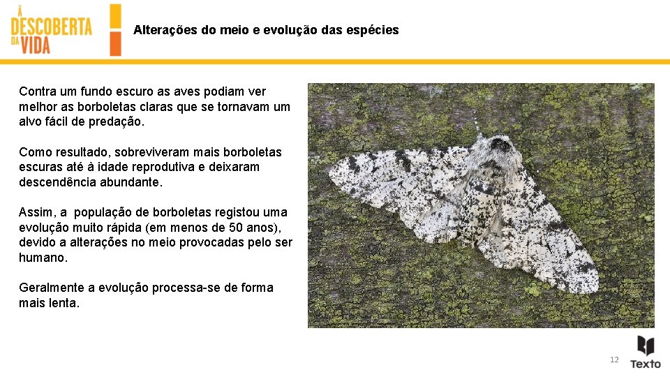 Alterações do meio e evolução das espécies Contra um fundo escuro as aves podiam