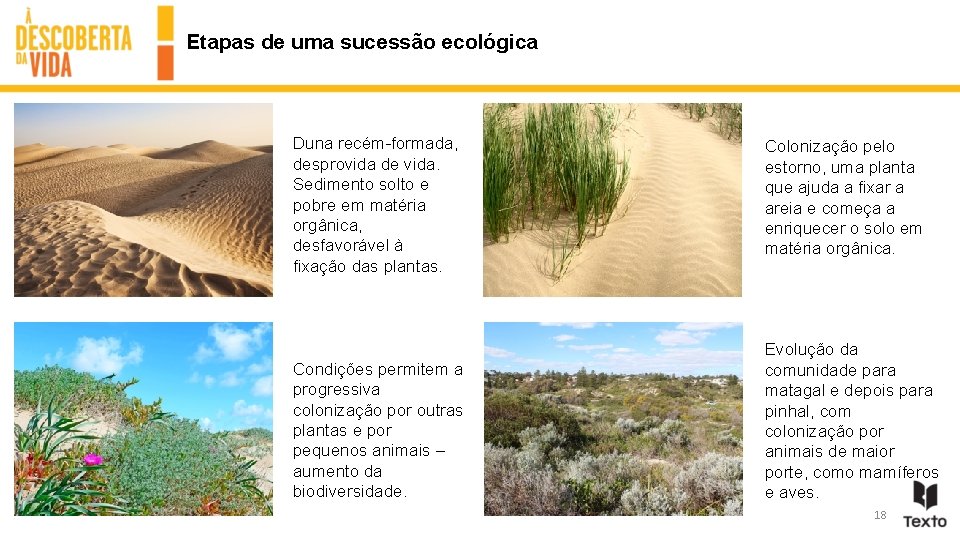 Etapas de uma sucessão ecológica Duna recém-formada, desprovida de vida. Sedimento solto e pobre