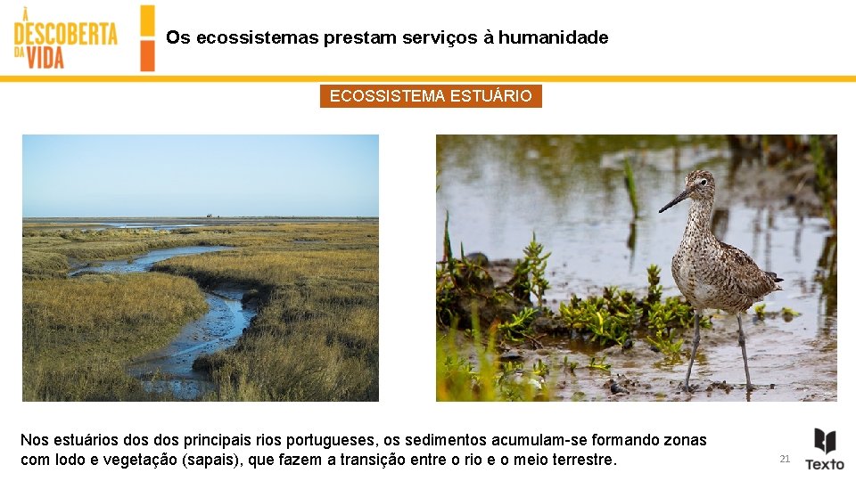 Os ecossistemas prestam serviços à humanidade ECOSSISTEMA ESTUÁRIO Nos estuários dos principais rios portugueses,