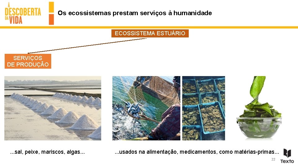Os ecossistemas prestam serviços à humanidade ECOSSISTEMA ESTUÁRIO SERVIÇOS DE PRODUÇÃO . . .