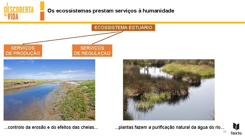 Os ecossistemas prestam serviços à humanidade ECOSSISTEMA ESTUÁRIO SERVIÇOS DE PRODUÇÃO SERVIÇOS DE REGULAÇAO