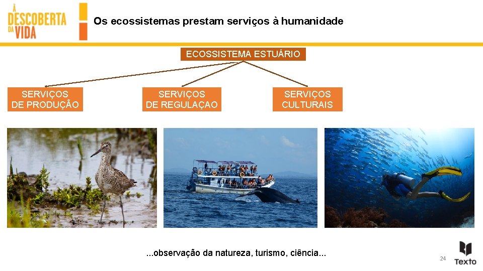 Os ecossistemas prestam serviços à humanidade ECOSSISTEMA ESTUÁRIO SERVIÇOS DE PRODUÇÃO SERVIÇOS DE REGULAÇAO