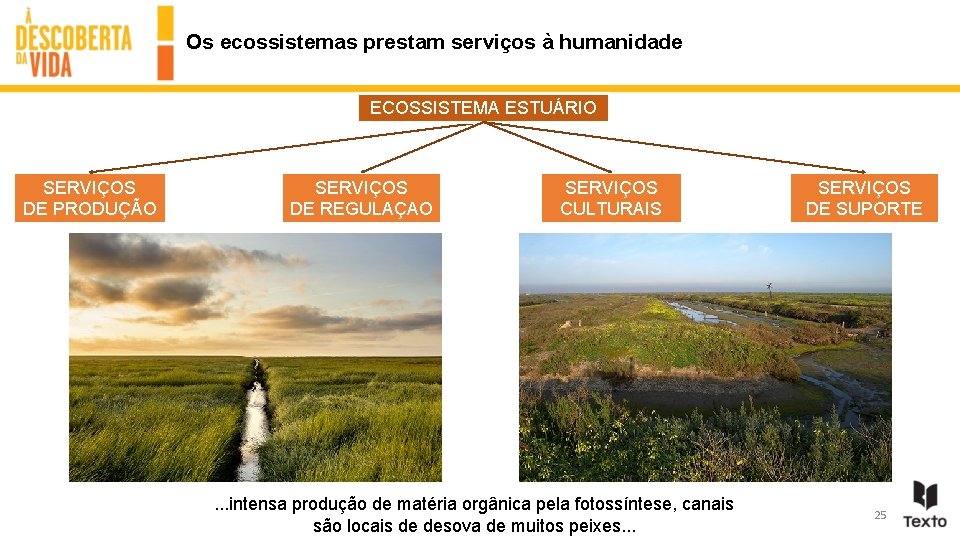 Os ecossistemas prestam serviços à humanidade ECOSSISTEMA ESTUÁRIO SERVIÇOS DE PRODUÇÃO SERVIÇOS DE REGULAÇAO