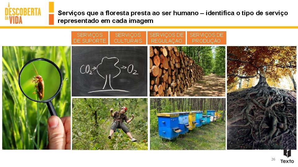 Serviços que a floresta presta ao ser humano – identifica o tipo de serviço