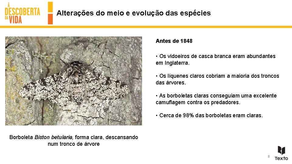 Alterações do meio e evolução das espécies Antes de 1848 • Os vidoeiros de