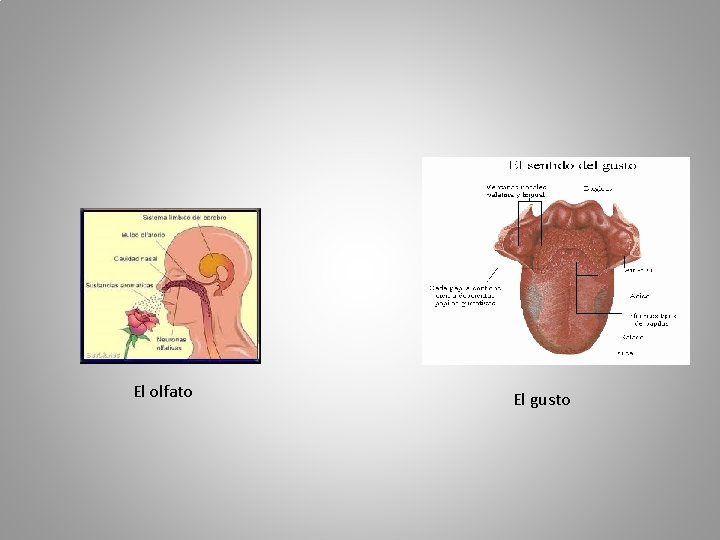 El olfato El gusto 