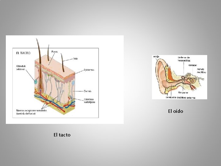 El oído El tacto 