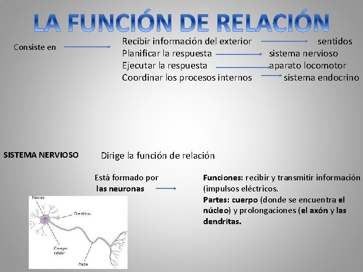 Consiste en SISTEMA NERVIOSO Recibir información del exterior Planificar la respuesta Ejecutar la respuesta