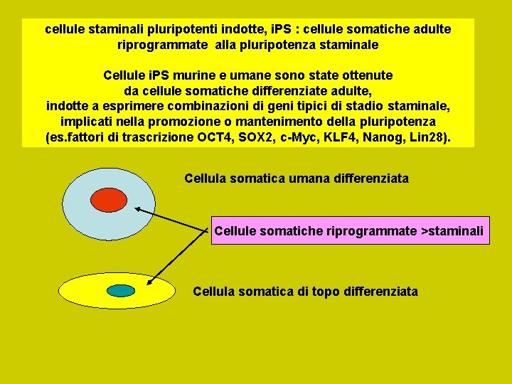 cellule staminali pluripotenti indotte, i. PS : cellule somatiche adulte riprogrammate alla pluripotenza staminale