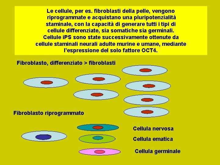 Le cellule, per es. fibroblasti della pelle, vengono riprogrammate e acquistano una pluripotenzialità staminale,