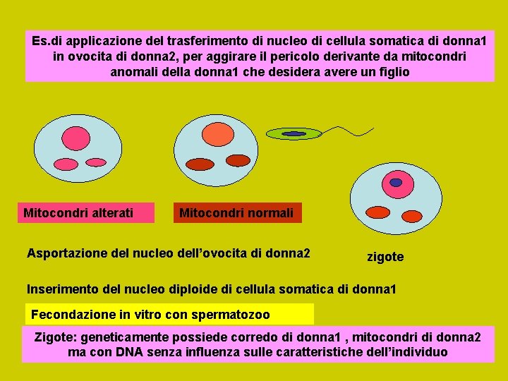 Es. di applicazione del trasferimento di nucleo di cellula somatica di donna 1 in