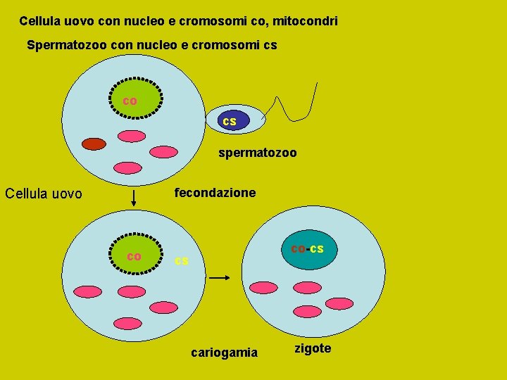 Cellula uovo con nucleo e cromosomi co, mitocondri Spermatozoo con nucleo e cromosomi cs