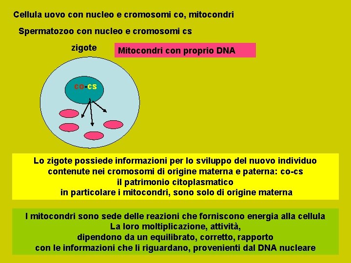 Cellula uovo con nucleo e cromosomi co, mitocondri Spermatozoo con nucleo e cromosomi cs