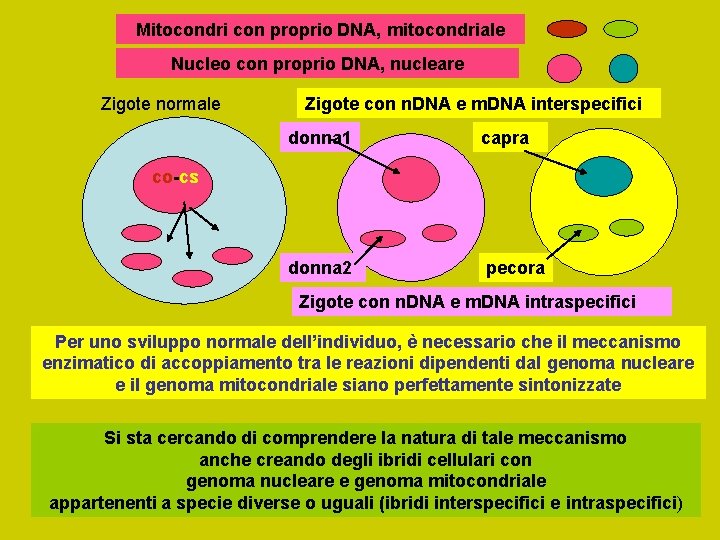 Mitocondri con proprio DNA, mitocondriale Nucleo con proprio DNA, nucleare Zigote normale Zigote con