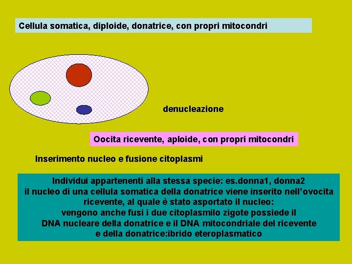 Cellula somatica, diploide, donatrice, con propri mitocondri denucleazione Oocita ricevente, aploide, con propri mitocondri