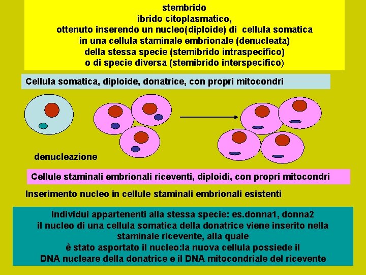 stembrido ibrido citoplasmatico, ottenuto inserendo un nucleo(diploide) di cellula somatica in una cellula staminale