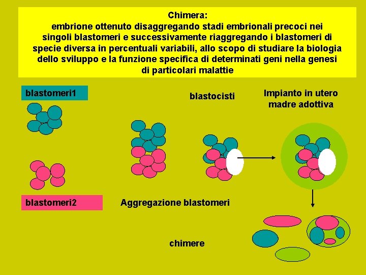 Chimera: embrione ottenuto disaggregando stadi embrionali precoci nei singoli blastomeri e successivamente riaggregando i