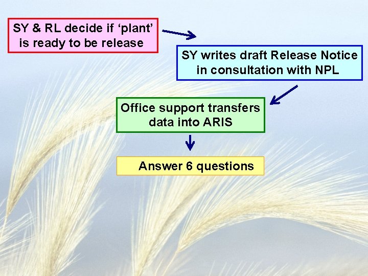 SY & RL decide if ‘plant’ is ready to be release SY writes draft