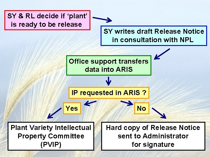 SY & RL decide if ‘plant’ is ready to be release SY writes draft