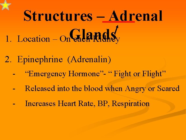 Structures – Adrenal Location – On. Glands each Kidney 1. 2. Epinephrine (Adrenalin) -