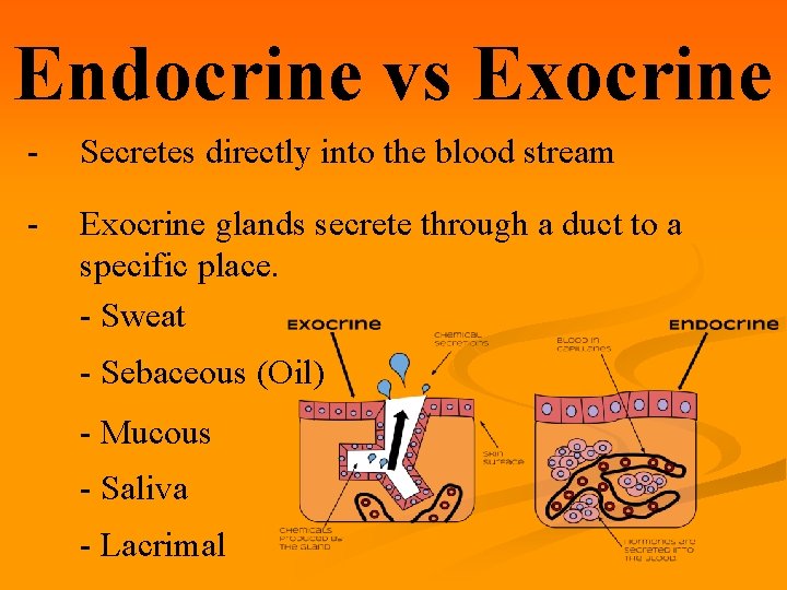Endocrine vs Exocrine - Secretes directly into the blood stream - Exocrine glands secrete