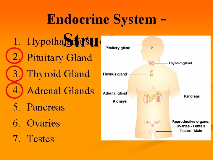 Endocrine System - Structures 1. Hypothalamus 2. Pituitary Gland 3. Thyroid Gland 4. Adrenal