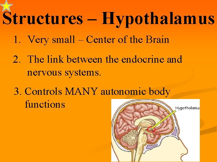 Structures – Hypothalamus 1. Very small – Center of the Brain 2. The link