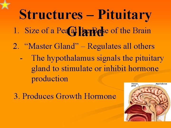 Structures – Pituitary 1. Size of a Pea. Gland at the Base of the