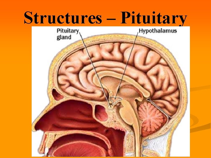 Structures – Pituitary Gland 