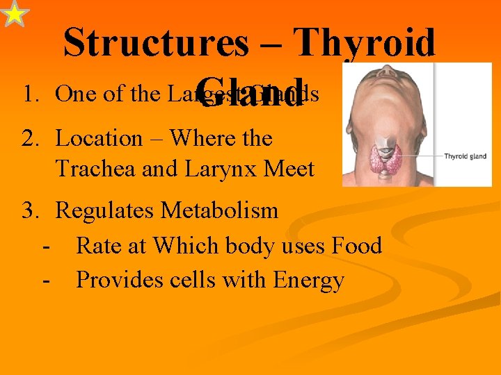 1. Structures – Thyroid One of the Largest Glands Gland 2. Location – Where