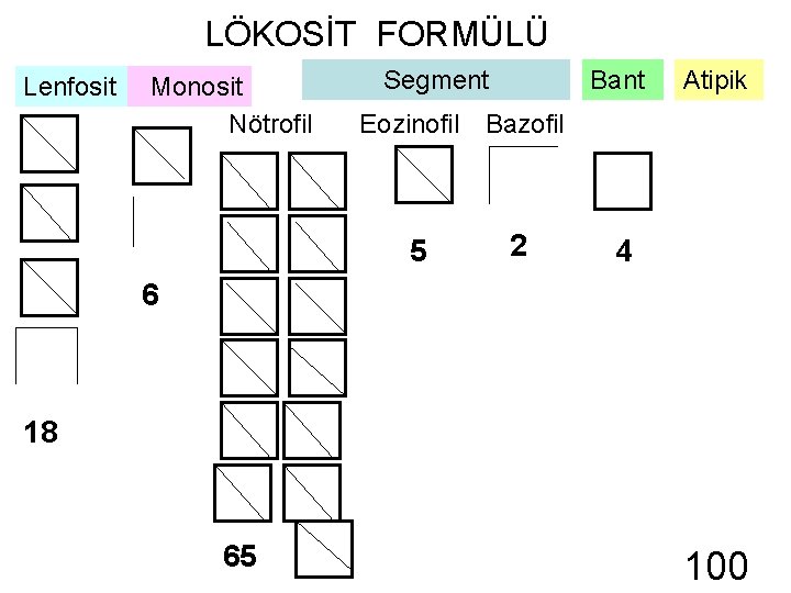 LÖKOSİT FORMÜLÜ Lenfosit Monosit Nötrofil Segment Bant Atipik Eozinofil Bazofil 5 2 4 6
