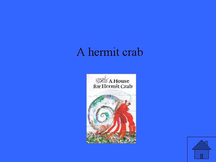 A hermit crab 
