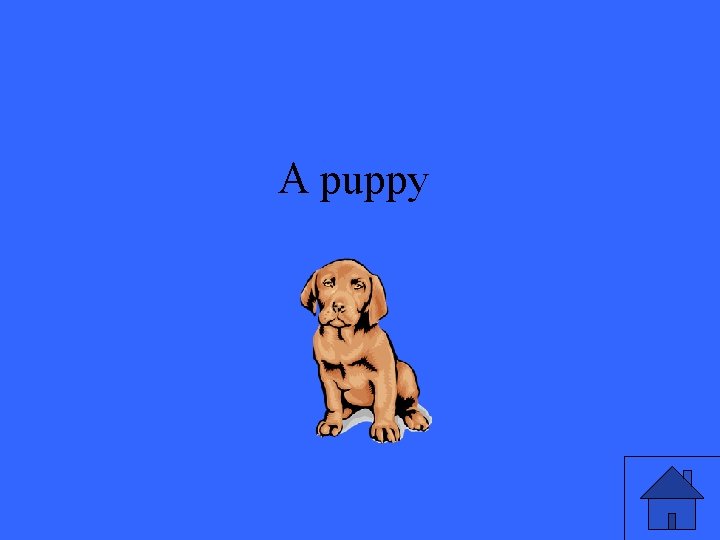 A puppy 