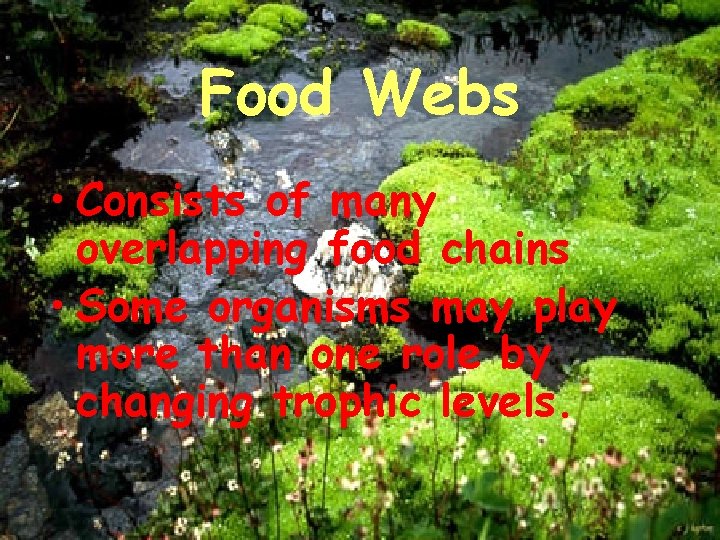 Food Webs • Consists of many overlapping food chains • Some organisms may play